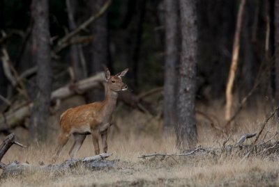 Edelhert/Red Deer