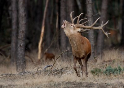 Edelhert/Red Deer