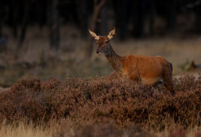 Edelhert/Red Deer