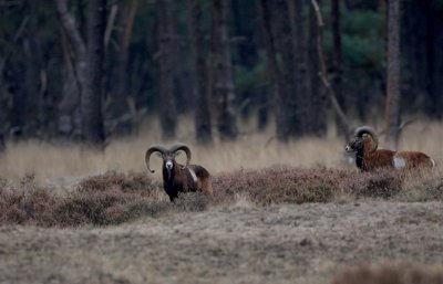 Moeflon/European Mouflon