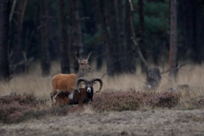 Moeflon/European Mouflon