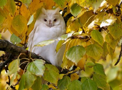 Ransuil/Long-eared Owl