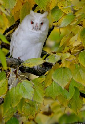 Ransuil/Long-eared Owl