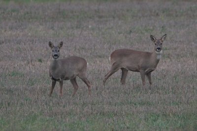 Ree/Roe Deer