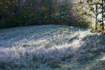 Early light on frosty field