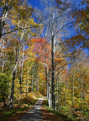 Branham Farm lane