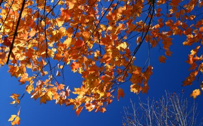 Maple leafs and blue sky