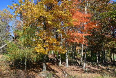 Along Old Vanover Farm Road