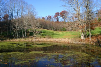 The pond