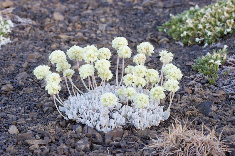 Eriogonum ovalifolium  Cushion buckwheat