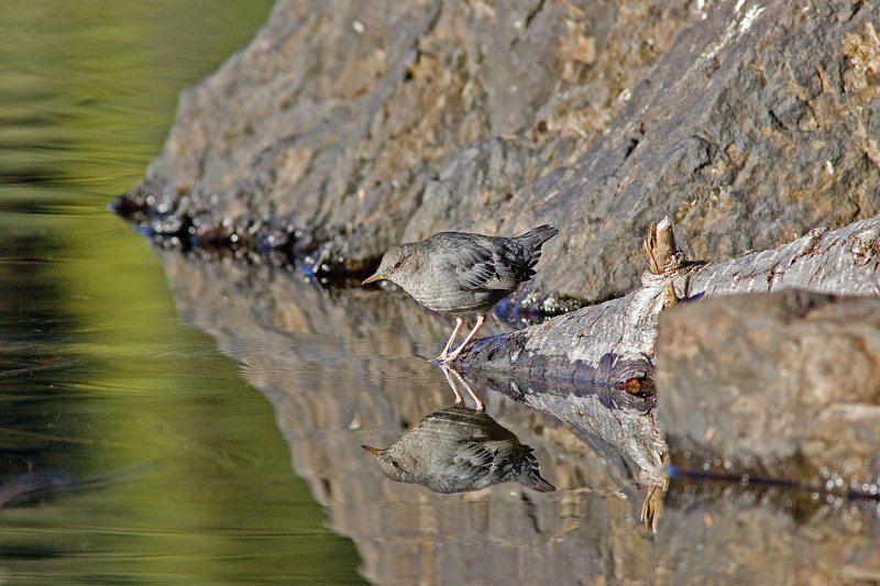 American Dipper, Upper Lena Lake, ONP