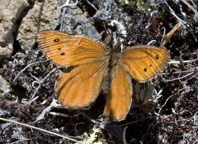 Chryxus Arctic  Oeneis chryxus valerata