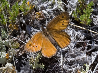 Chryxus Arctic  Oeneis chryxus valerata