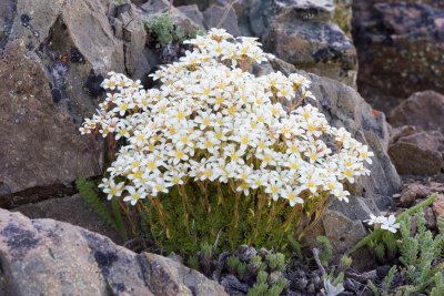 Saxifraga caespitosa  Tufted alpine saxifrage
