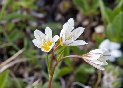 Lloydia serotina  Alpine lily
