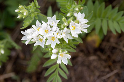 Polemonium pulcherrimum  Jacob's-ladder (white form)