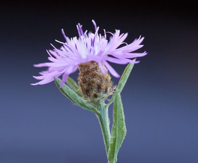 Meadow knapweed  Centaurea debeauxii (syn. C. pratensis)