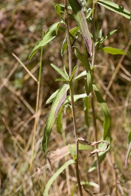 Meadow knapweed  Centaurea debeauxii (syn. C. pratensis)