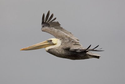 Brown Pelican