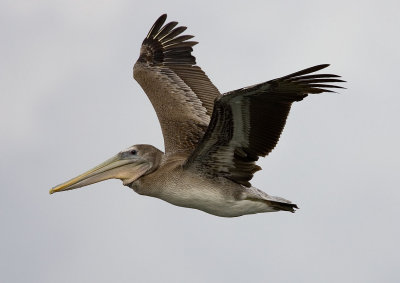 Brown Pelican