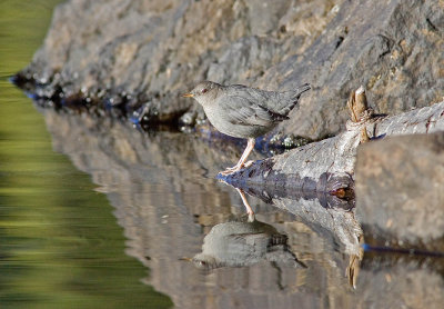 American Dipper, Upper Lena Lake, ONP