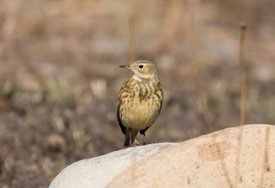 American Pipit