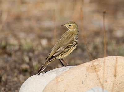 American Pipit