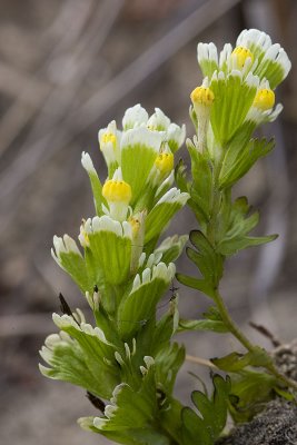 Castilleja ambigua (Orthocarpus castillejoides)  Johnny-nip