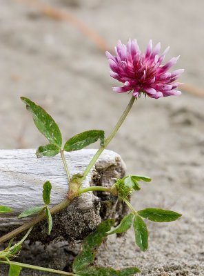 Trifolium wormskioldii  salt marsh clover