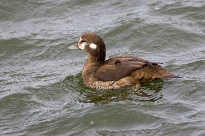 Harlequin Duck (F) Westport