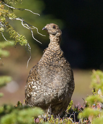 Blue (Sooty) Grouse, ONP