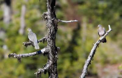 Band-tailed Pigeons, ONP