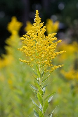 Solidago canadensis  Canada goldenrod