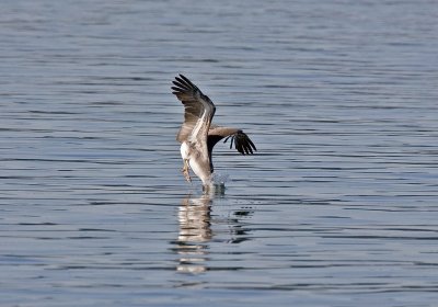 Brown Pelican, Tokeland, WA