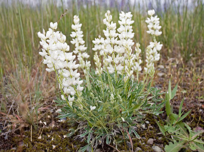 Lupinus lepidus  Prairie lupine (white flowered)