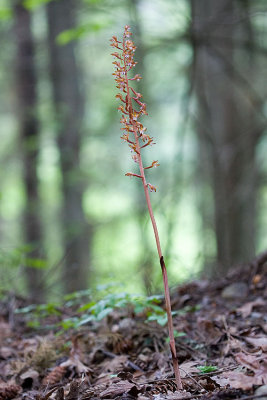 Corallorhiza maculata  Spotted coral-root