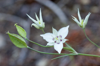 Calochortus lyallii   Lyall's marisopa lily
