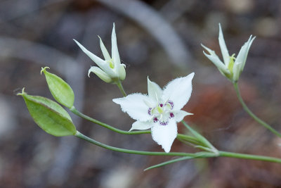 Calochortus lyallii   Lyalls marisopa lily