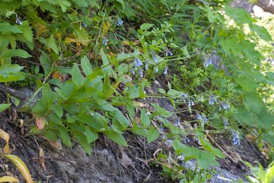 Mertensia oblongifolia  Shade bluebells