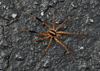 SMALL SPIDER