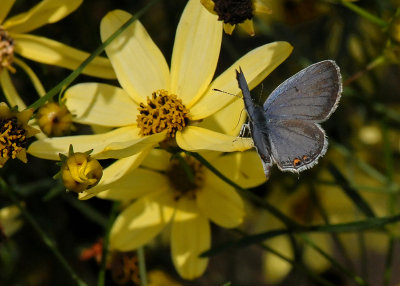 SMALL BUTTERFLY