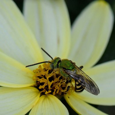 A SMALL BEE COLLECTS POLLEN - ISO 1600
