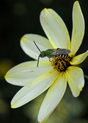 SMALL BEE - ISO 1600