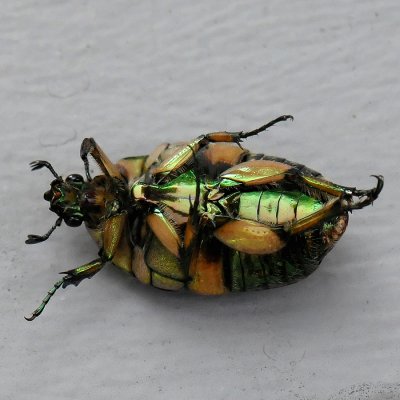 AN OVERTURNED BUG