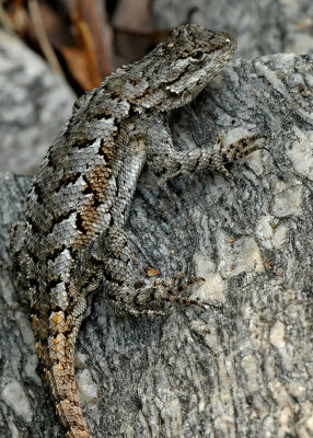 NATURE'S CAMOUFLAGE - ISO 800