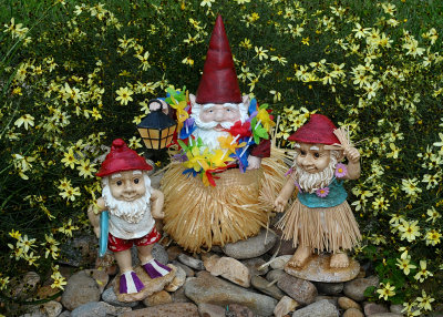 GNOMIE IN HAWAII