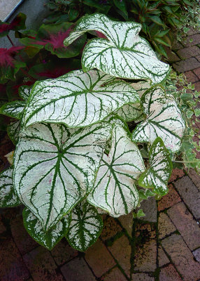 LEAVES - GATLINBURG, TENNESSEE