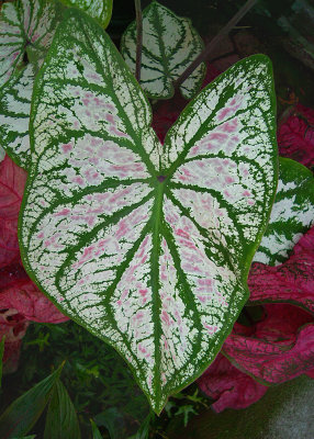 LEAVES - GATLINBURG, TENNESSEE