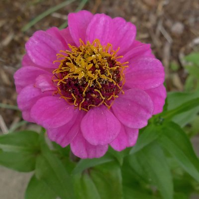 A LATE SEASON FLOWER - ISO 400