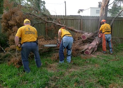 MANY OF THE DOWNED AND DAMAGED TREES WERE BEAUTIFUL CEDARS